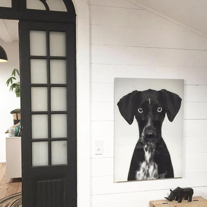 modern farmhouse style wall with ship lap and photo of dog in plexiglass 