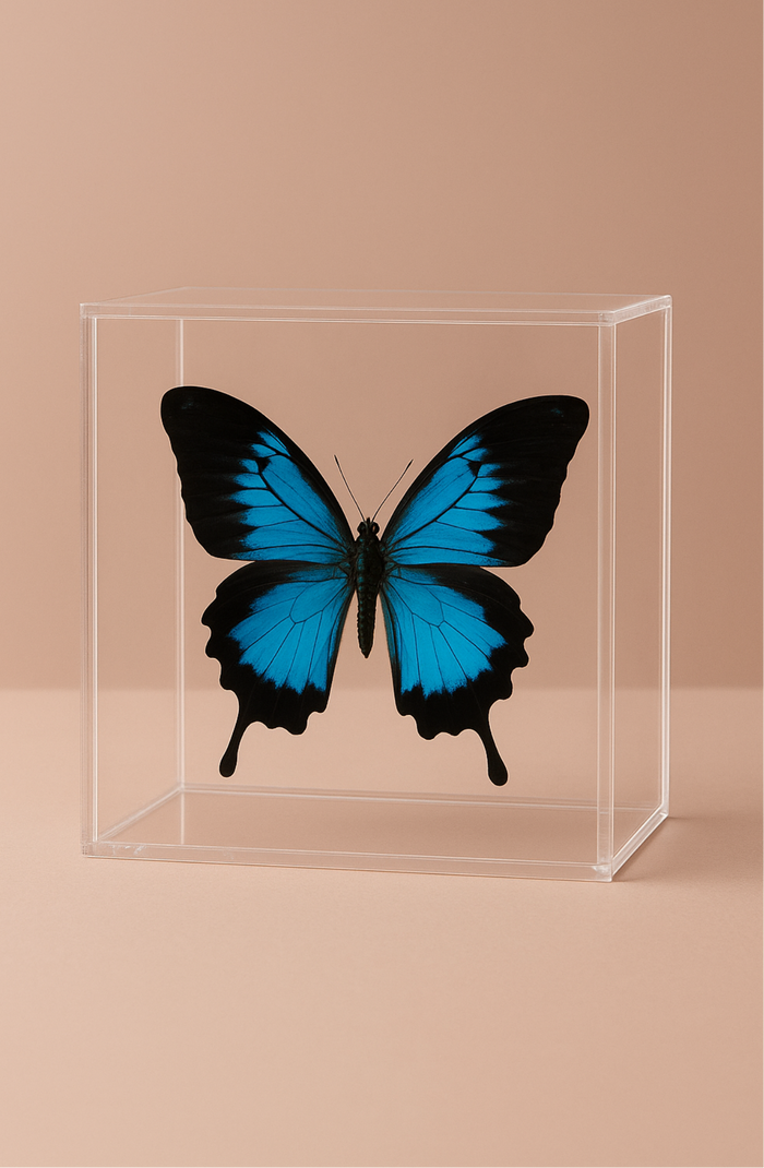 Butterfly in box