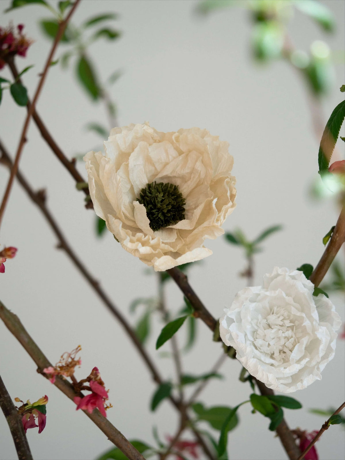 White flowers on a branch with a blurred background