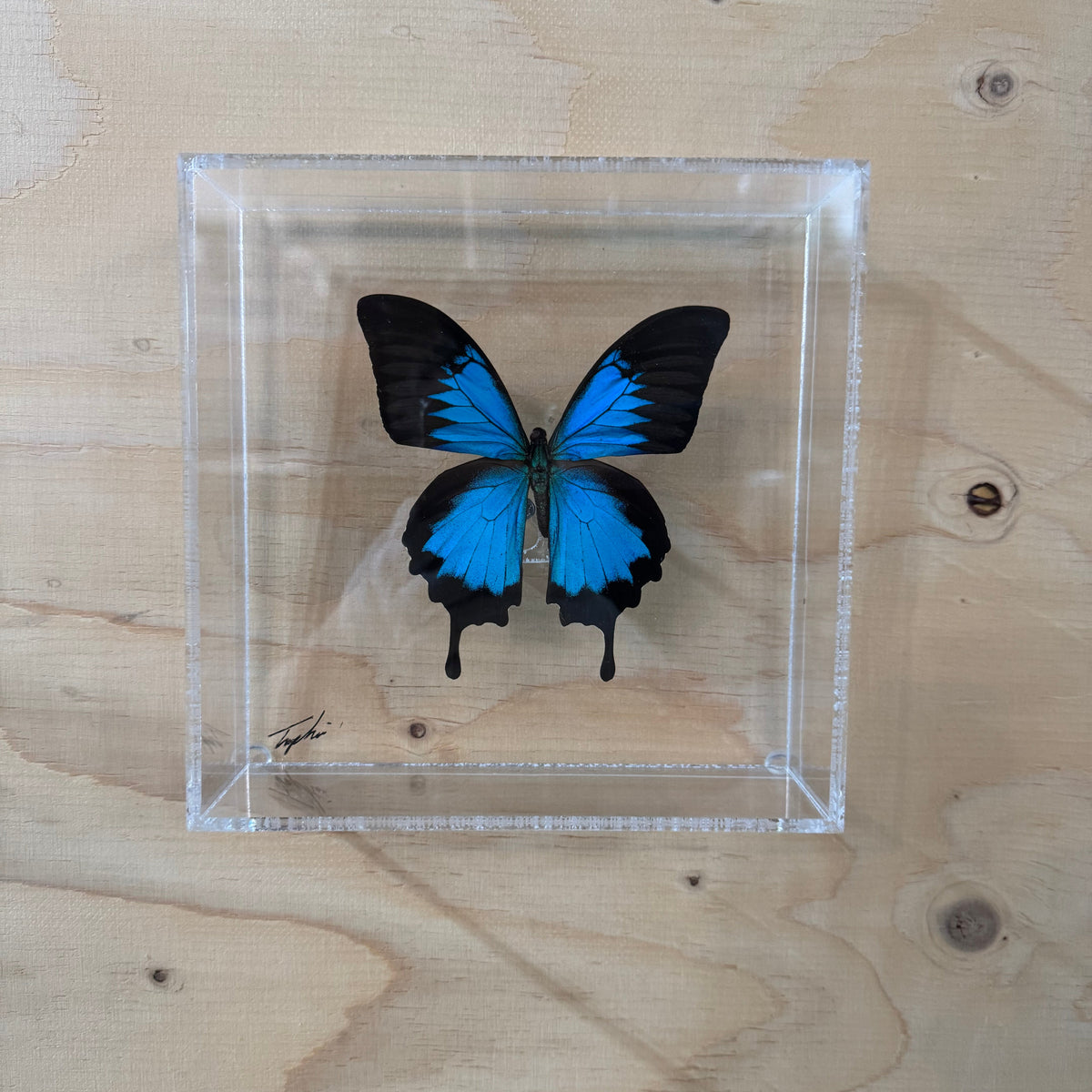 Blue butterfly encased in clear acrylic on a wooden surface