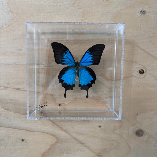 Blue butterfly encased in clear acrylic on a wooden surface