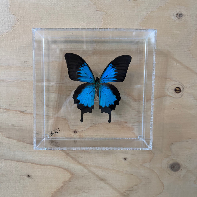 Blue butterfly encased in clear acrylic on a wooden surface