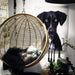 hanging ball chair and wall decor of dog on wall behind it
