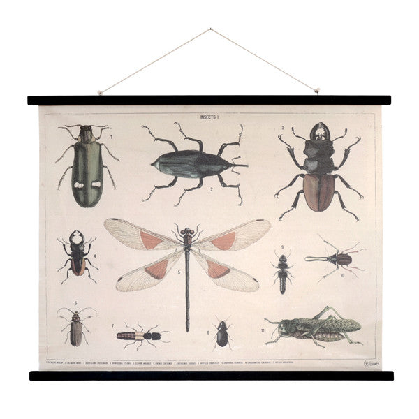insects shool chart including butterfly large ASC0039
