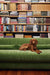 brown dog laying on velvet green large club couch in front of a bookshelf unit