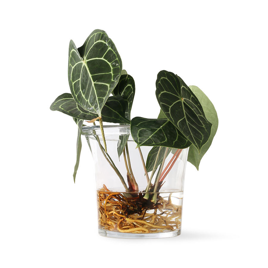 planter made of glass with green plant that shows roots