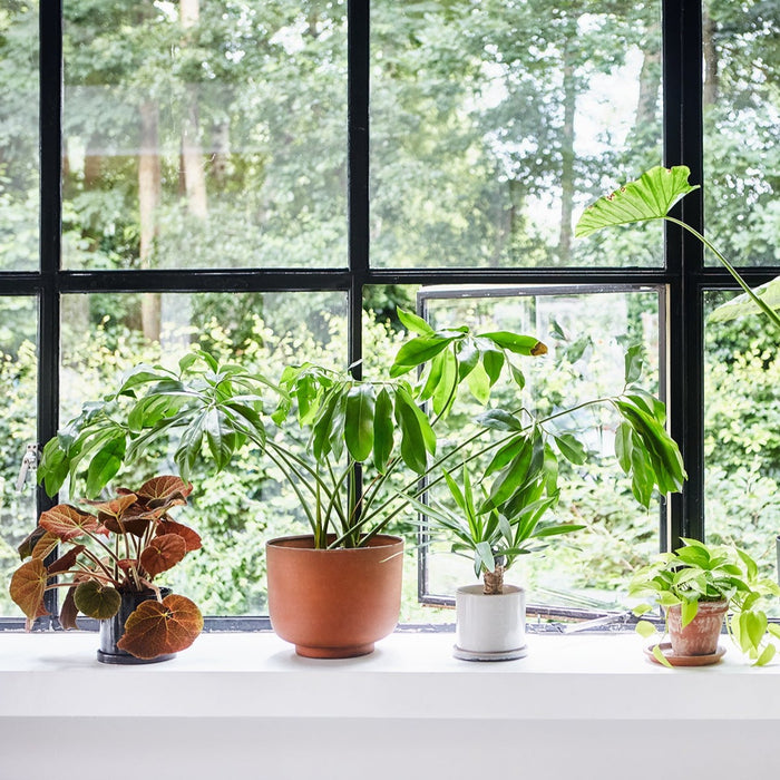 large window with a variety of planters filled with green plants